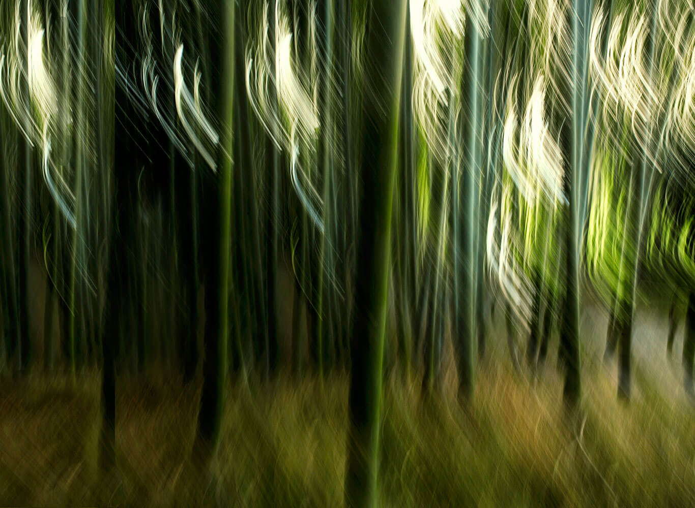 24_Breeze-in-bamboo-grove_07